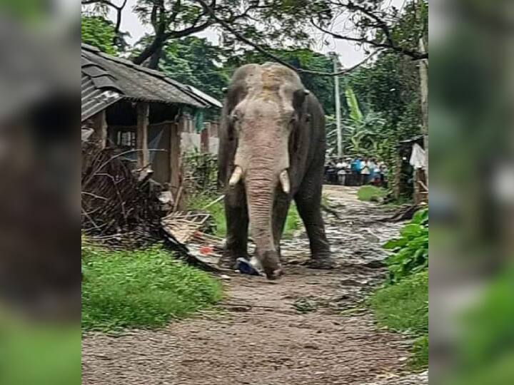 बिहारः नेपाल के जंगल से भागकर आया हाथी, सीतामढ़ी के बैरगनिया में जमकर मचाया उत्पात