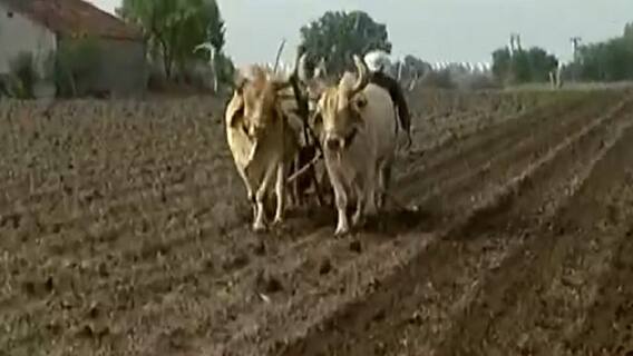 ગાંધીનગરઃ ચોમાસાની સિઝનમાં અત્યાર સુધી રાજ્યમાં ક્યાં ઝોનમાં કેટલું કરાયું વાવેતર?