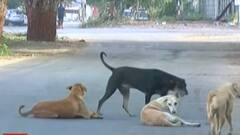 Ahmedabad: રખડતા ઢોરોની સાથે શ્વાનનો પણ વધ્યો આતંક, કોરોનાકાળમાં ઘટ્યું કેટલું ખસીકરણ?