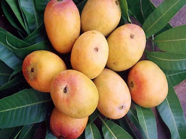 121 mango varieties in single tree in uttarpradesh a surprise for locals ஒரே மரத்தில் 121 ரக மாம்பழங்கள்..! - உ.பி.யில் ஒரு விநோதம்..!