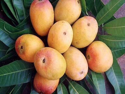 121 mango varieties in single tree in uttarpradesh a surprise for locals ஒரே மரத்தில் 121 ரக மாம்பழங்கள்..! - உ.பி.யில் ஒரு விநோதம்..!
