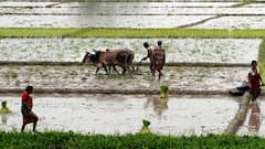 ફટાફટઃ દક્ષિણ ગુજરાતમાં સારા વરસાદને પગલે સુરતમાં કેટલા હેક્ટરમાં કરાયું વાવેતર?