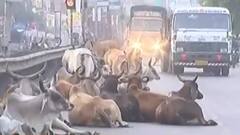 સાણંદ હાઇવે પર રખડતા ઢોરનો ત્રાસ, રખડતા ઢોરને લીધે સર્જાયો હતો અકસ્માત