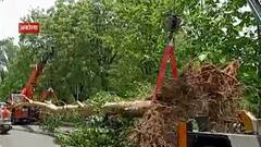 Tree Plantation अकोल्यात 50 वर्ष जुन्या झाडाचं पुनर्रोपण यशस्वी,वृक्षक्रांती मिशनच्या प्रयत्नांना यश