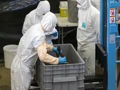 Explained: What is African Swine Fever? The Deadly Disease Killing Pigs In Mizoram After Outbreak In China