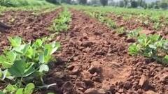 ઉત્તર ગુજરાતમાં વરસાદ આધારિત ખેતી કરતા ખેડૂતોની હાલત કફોડી, જુઓ વીડિયો