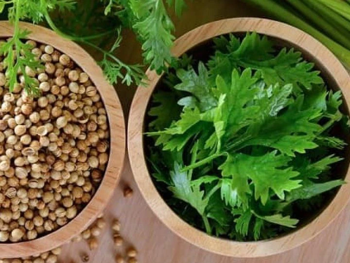 coriander seeds home remedy for loose motion and dehydration लूज मोशन रोकने का घरेलू उपाय, डिहाइड्रेशन से भी होगा बचाव और नहीं लगेगी लू