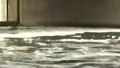 Special Report: क्या है यमुना नदी के गंदा होने की वजह? कौन है जिम्मेदार?