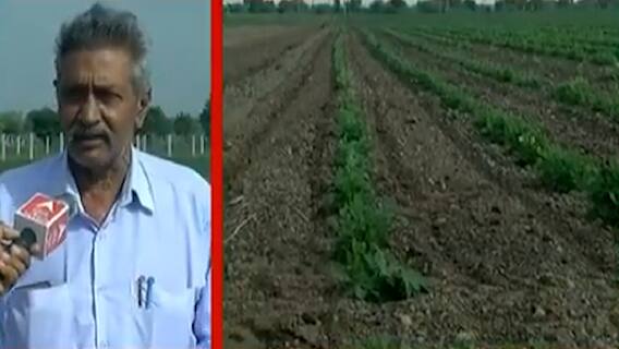 રાજકોટઃ વરસાદ ખેંચાતા જગતનો તાત ચિંતામાં, અઠવાડિયામાં વરસાદ નહીં આવે તો પાક નિષ્ફળ જવાની ભીતી