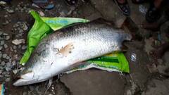 Howrah: হুইল ছিপে উঠল ১৫ কেজির ভেটকি! চক্ষু চড়কগাছ উলুবেড়িয়ার তরুণের