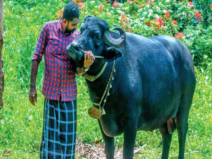 கேரளத்தின் சூப்பர் ஸ்டார் எருமை வேலு; 40 லட்சம் கேட்டு விற்க மறுத்த உரிமையாளர்; அப்படி என்ன ஸ்பெஷல்? Do you know what is special about Kerala Superstar Buffalo Velu? கேரளத்தின் சூப்பர் ஸ்டார் எருமை வேலு; 40 லட்சம் கேட்டு விற்க மறுத்த உரிமையாளர்; அப்படி என்ன ஸ்பெஷல்?