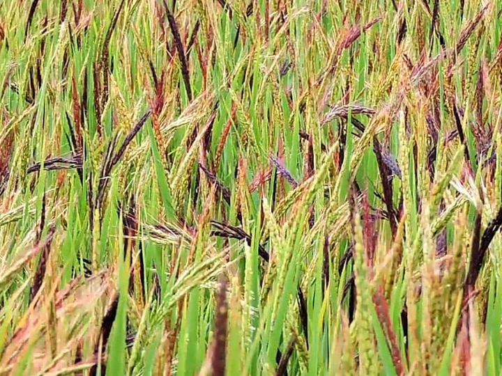 கொடைக்கானல் மலைப்பகுதிகளில் மீண்டும் உயிர்பெறும் மலை நெல் சாகுபடி - உயிர்கொடுக்கும் இளைய தலைமுறை