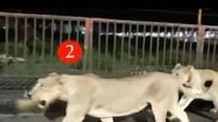 Amreli: પીપાવાવ પોર્ટ પર સિંહ પરિવારની લટાર થઈ કેમેરામાં કેદ,જુઓ વીડિયો