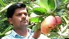 दुष्काळी भागात फुलली सफरचंदाची बाग, ड्रॅगन फ्रूटच्या शेतीत सफरचंदाचं आंतरपीक : उस्मानाबाद