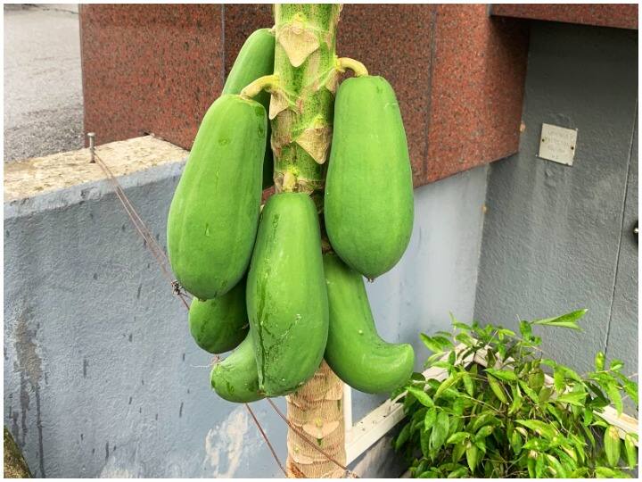 Health Tips: Here Are Five Benefits Of Raw Papaya You Must Know About Health Tips: Here Are Five Benefits Of Raw Papaya You Must Know About