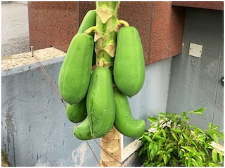 Health Tips: Here Are Five Benefits Of Raw Papaya You Must Know About