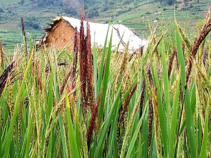 கொடைக்கானல் மலைப்பகுதிகளில் மீண்டும் உயிர்பெறும் மலை நெல் சாகுபடி - உயிர்கொடுக்கும் இளைய தலைமுறை