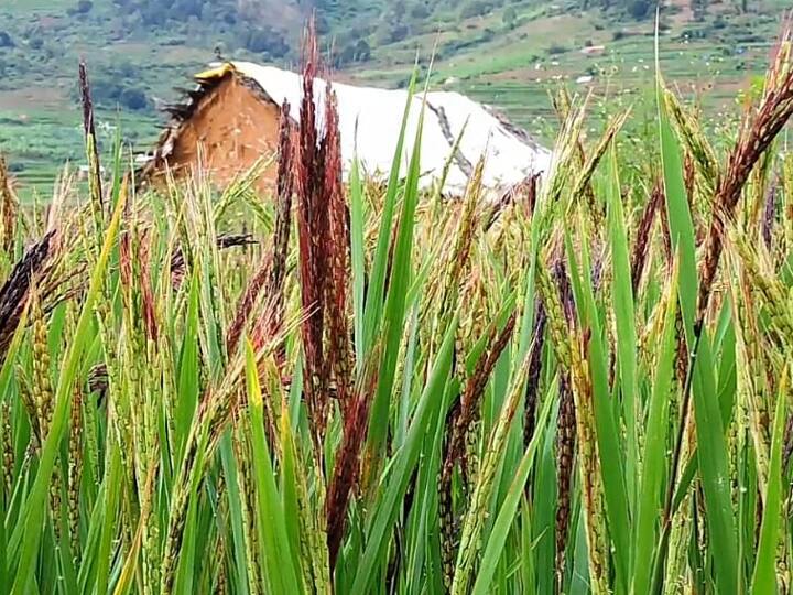 Endangered traditional mountain paddy farming கொடைக்கானல் மலைப்பகுதிகளில் மீண்டும் உயிர்பெறும் மலை நெல் சாகுபடி - உயிர்கொடுக்கும் இளைய தலைமுறை