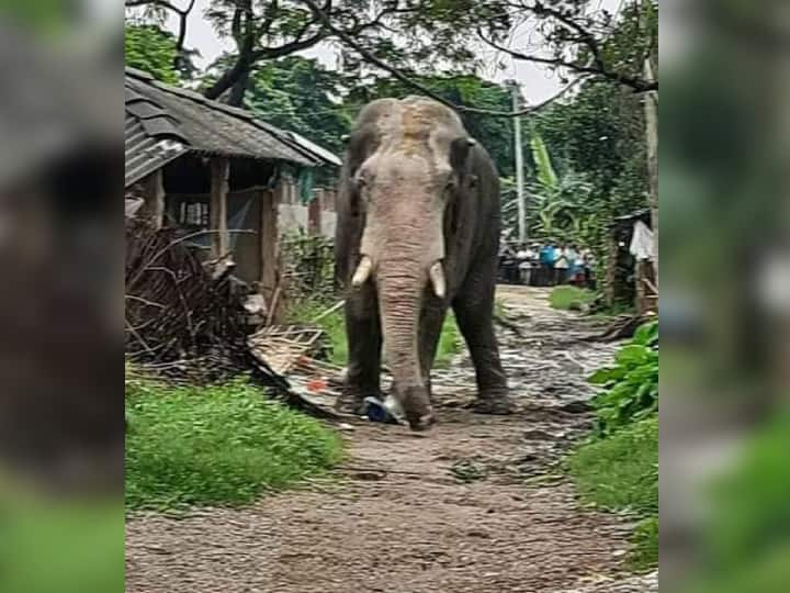 elephant separated from herd reached hazaribagh 14 people died in Santal Pargana ann झारखंडः झुंड से बिछड़े हाथी ने मचाया आतंक, संताल परगना में 14 लोगों की जान लेकर पहुंचा हजारीबाग