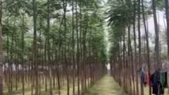 રાજકોટ: ખેતરમાં કરંટ લાગતાં બે વ્યક્તિના મોત, ઝાડનું કટિંગ કરતાં સમયે બની ઘટના