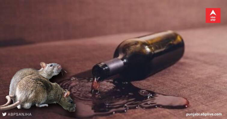 rats drank Wine worth rupees 18,000 from a liquor vend during Lockdown ਸ਼ਰਾਬ ਦੇ ਠੇਕੇ 'ਚੋਂ ਚੂਹੇ ਪੀ ਗਏ 18,000 ਦੀ ਦਾਰੂ
