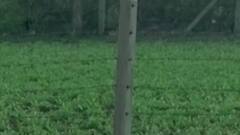 મારુ ગામ મારી વાતઃ રાજકોટના ખીરસરા ગામમાં ભૂંડનો મહાત્રાસ,ખેડૂતોએ શું કરી માંગ?