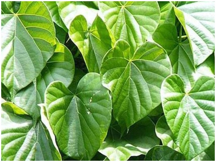 Beware To Boost Immunity Against Covid 19 Giloy Can Cause Liver Damage Consuming Tinospora Cordifolia Decoction An Immunity Booster Can Damage The Liver