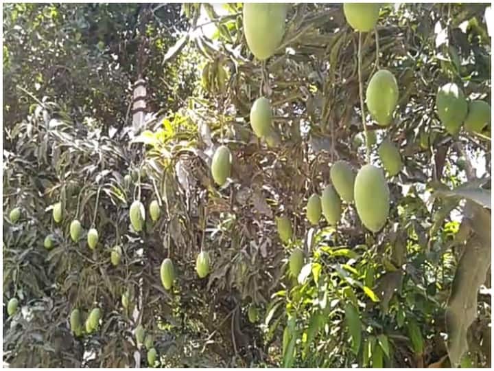 Mango Leaves Benefits: न सिर्फ आम बल्कि उसकी पत्तियां भी हैं सेहत के लिए फायदेमंद