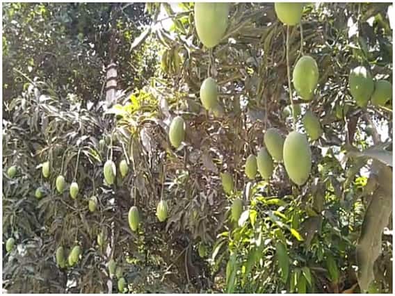 Mango Leaves Benefits: न सिर्फ आम बल्कि उसकी पत्तियां भी हैं सेहत के लिए फायदेमंद Mango Leaves Benefits: न सिर्फ आम बल्कि उसकी पत्तियां भी हैं सेहत के लिए फायदेमंद