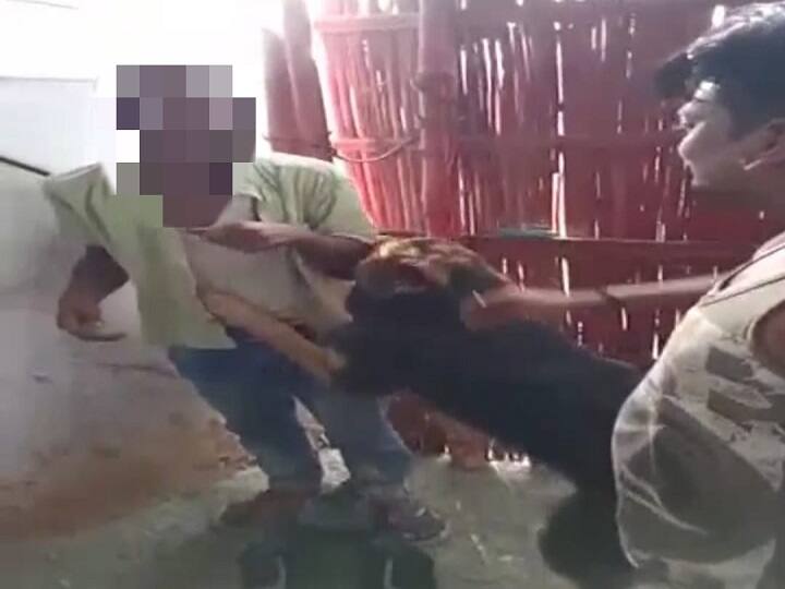 Video Viral: On charges of mobile theft, a retarded youth was first cut with an animal, then beaten with a belt ann अमानवीय: मोबाइल चोरी के आरोप में मंदबुद्धि युवक को पहले जानवर से कटवाया, फिर बेल्ट से की पिटाई