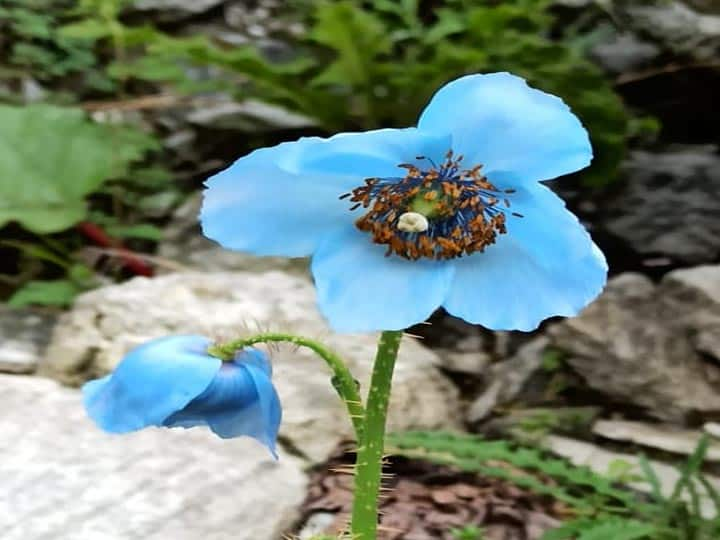 Blue Poppy main attraction of Valley of Flowers ann Uttarakhand: फूलों की घाटी में 'ब्लू पॉपी' की छटा, खिंचे चले आ रहे हैं विदेशी सैलानी