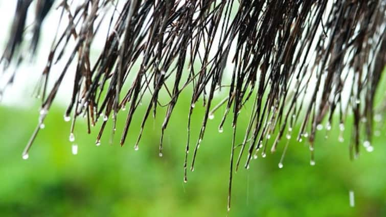 Farmers worried about low rainfall, only 25 per cent rainfall in Banaskantha district વરસાદ ખેંચાતા ખેડૂત બન્યો ચિંતાતૂર, બનાસકાંઠા જિલ્લામાં માત્ર 25 ટકા જ વરસાદ