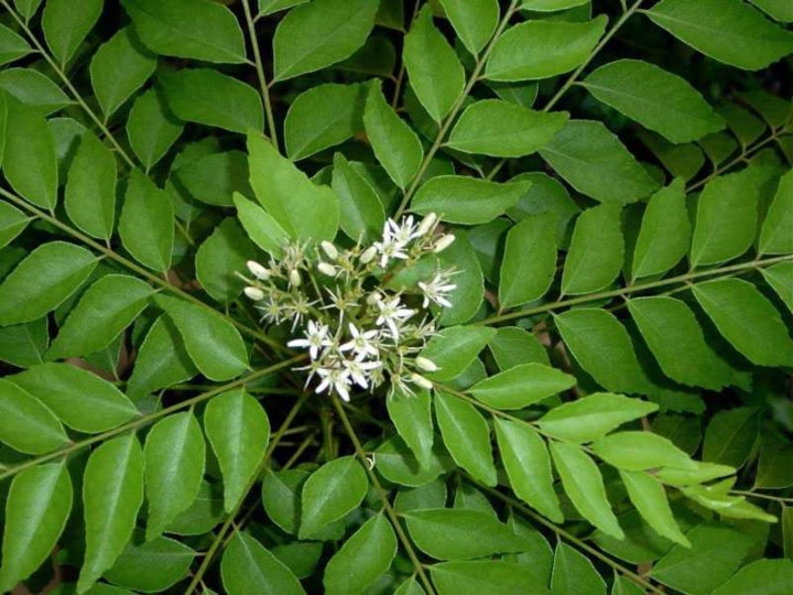 curry leaves | கறிவேப்பிலையில் இத்தனை பயன்களா?   இனியும் ஒதுக்காதீங்க..!