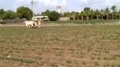 દ્વારકા જિલ્લાના ખેડૂતોની કફોડી સ્થિતિ, વરસાદ ખેંચાતા પાક નિષ્ફળ જવાની ભીતિ