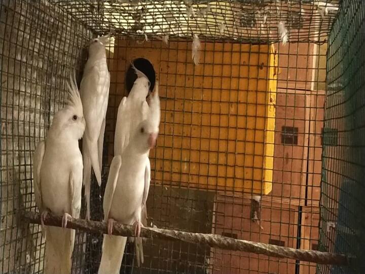 specially abled living with foreign birds perhaps the one who gave the food, the birds that gave life ’இந்தப் பறவைங்கதான் எஞ்சாமி!’ -  மாற்றுத்திறனாளியின் வாழ்க்கையை மாற்றிய பறவைகள்!