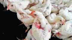Chicken Price Hike: পেট্রোলের দামের আঁচ মুরগিতেও, গড়িয়াহাটে কেজি প্রতি পৌঁছেছে ২৫০ টাকায়