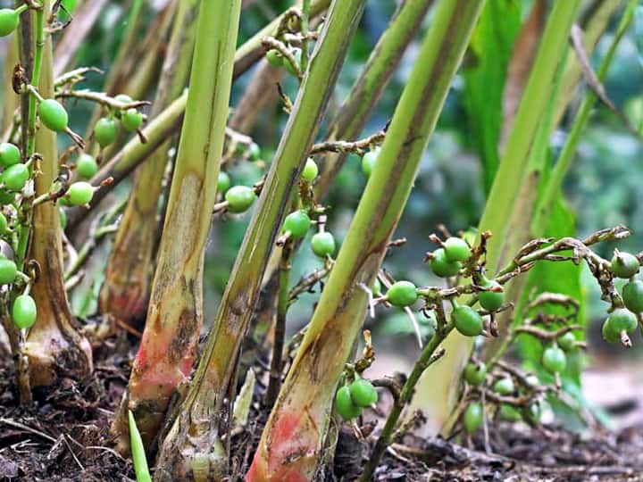Theni news Cardamom price hike in Bodi kg of cardamom was sold for Rs.2,300 TNN போடியில் ஏலக்காய் விலை உயர்வு; ஒரு கிலோ ஏலக்காய் ரூ.2,300-க்கு விற்பனை