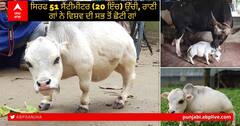 World Shortest Cow: ਦੁਨੀਆ ਦੀ ਸਭ ਤੋਂ ਛੋਟੀ ਗਾਂ ਪੈਦਾ ਹੋਈ, ਵੇਖਣ ਲਈ ਇਕੱਠਾ ਹੋਈ ਭੀੜ