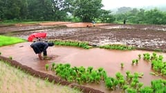 Maharashtra Weather Update : महाराष्ट्रात पुढील दोन दिवस सर्वत्र चांगल्या पावसाचा अंदाज, विभागवार अंदाज जाणून घ्या...