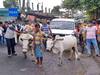 'Cow-Driven Cars Making A Return?' Ask TMC Workers Staging Protest Against Fuel Price Hike