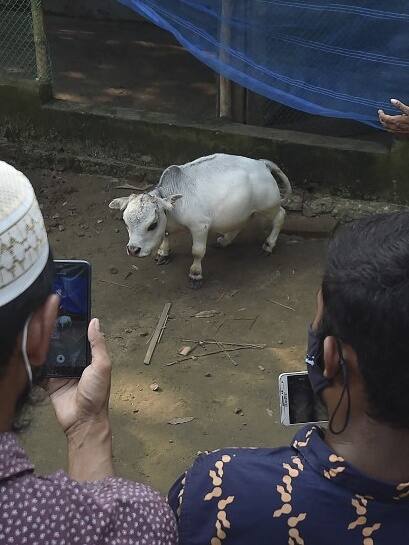 ‘बौनी गाय’ की वायरल तस्वीरें देखिए