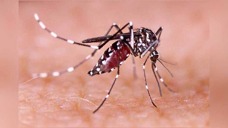 after corona increase in dengue and chikungunya patients in the state कोरोना पाठोपाठ राज्याला डेंग्यू आणि चिकनगुनियाच्या रुग्णांमध्ये वाढ