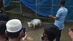 World Shortest Cow: ਦੁਨੀਆ ਦੀ ਸਭ ਤੋਂ ਛੋਟੀ ਗਾਂ ਪੈਦਾ ਹੋਈ, ਵੇਖਣ ਲਈ ਇਕੱਠਾ ਹੋਈ ਭੀੜ