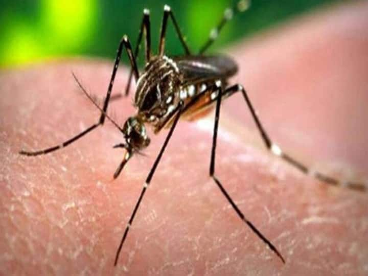 Zika Virus: Symptoms, Prevention & Emergence Of Disease | All You Need To Know Zika Virus: Symptoms, Prevention & Emergence Of Disease | All You Need To Know