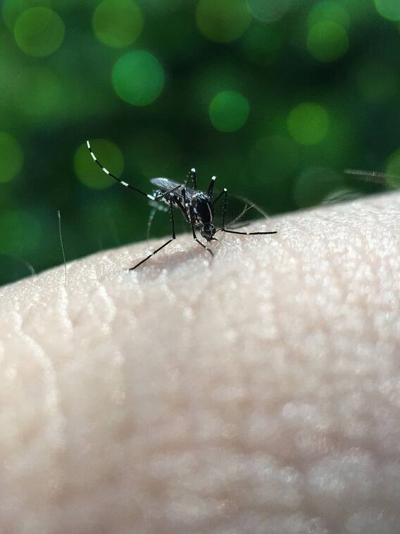 ज़ीका वायरस के लक्ष्ण जानिए