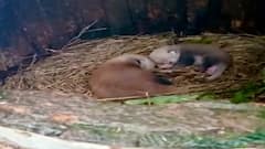 Darjeeling: দার্জিলিংয়ের চিড়িয়াখানায় দুই নতুন খুদে অতিথির খুনসুটি