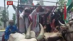 Mumbai Congress Protest : मुंबईतील आंदोलनात काँग्रेसचे नेते, कार्यकर्ते बैलगाडीतून खाली कोसळले
