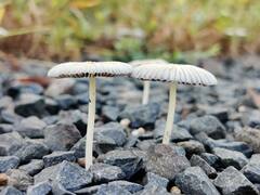 In Pics : तहसीलदार  धीरज मांजरे यांचं निसर्ग प्रेम, रानफुलांचा अनमोल ठेवा मोबाईलमध्ये  कैद