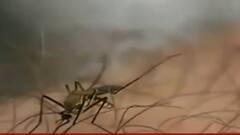 डेंगू ही नहीं Scrub Typhus और Leptospirosis से भी बचिए..जानिए इनके लक्षण और बचाव का तरीका