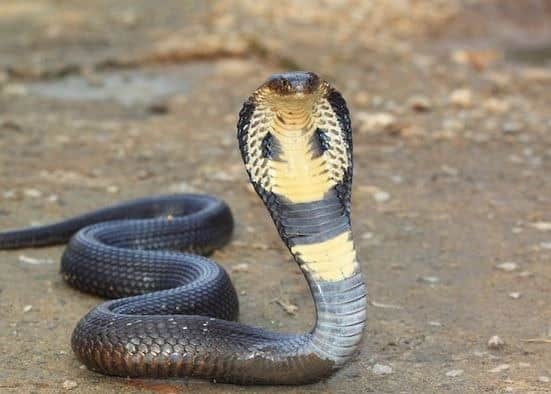 Nag Panchami 2021: Rare Astrological Coincidence Occurring This Nag Panchami, Best For Kalsarpa Dosha Mukti
